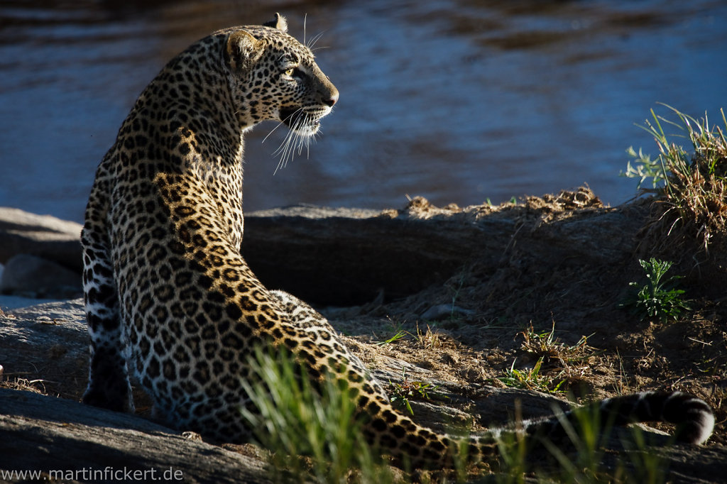 African Wildlife