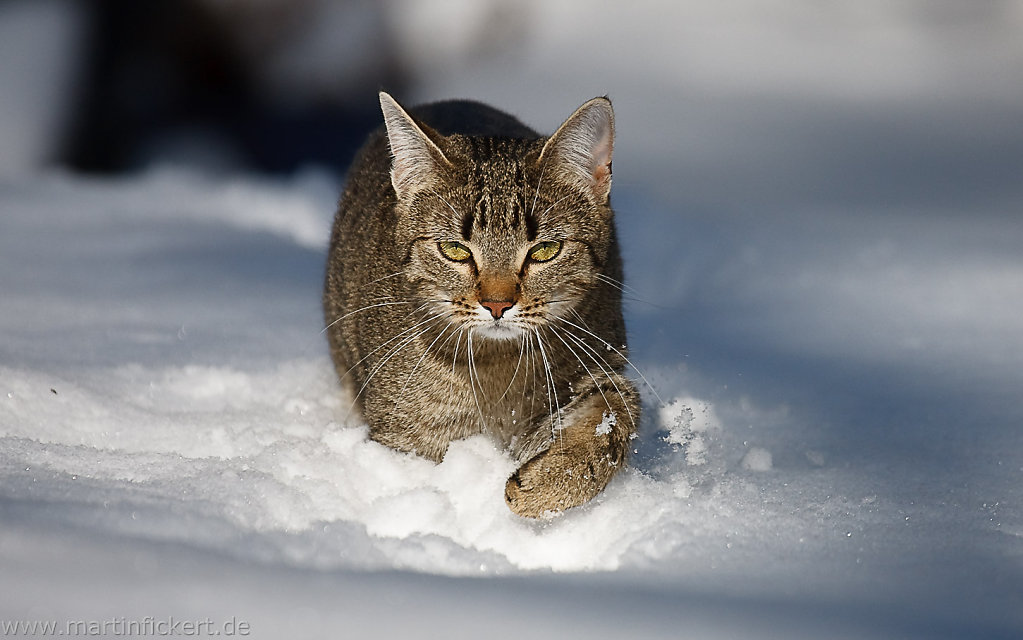 Cats