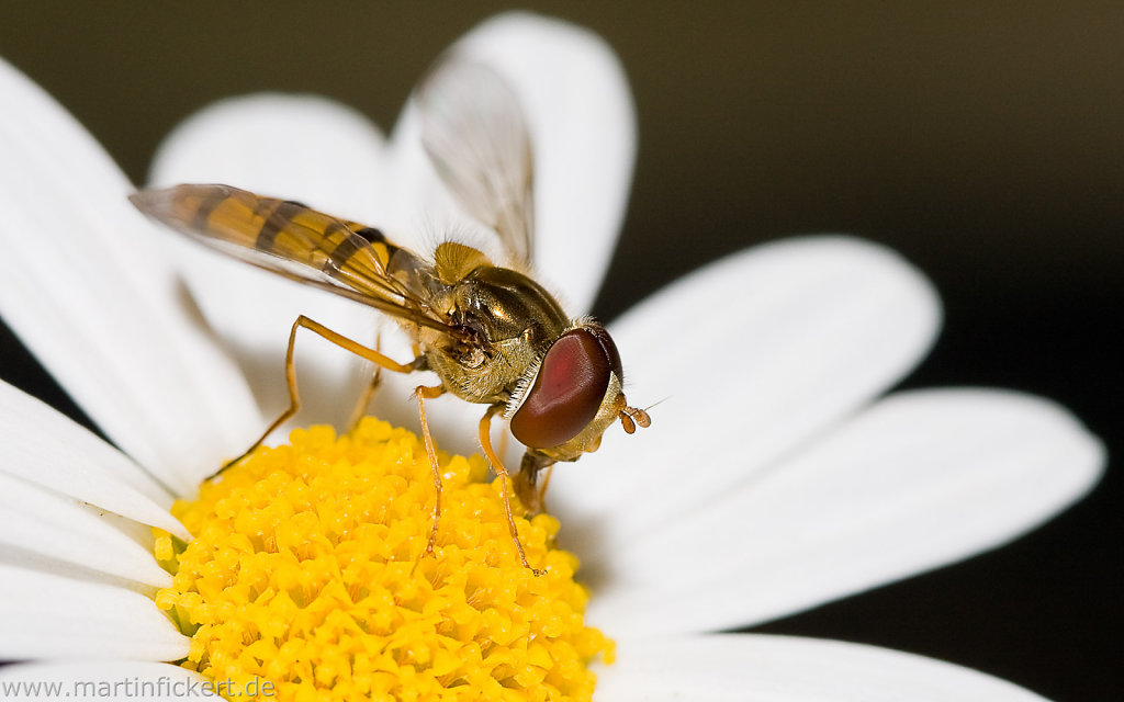 Macro