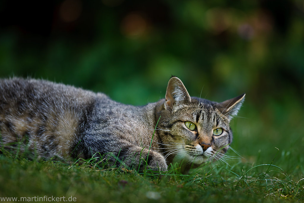 Martin-Fickert-20140622-001.jpg