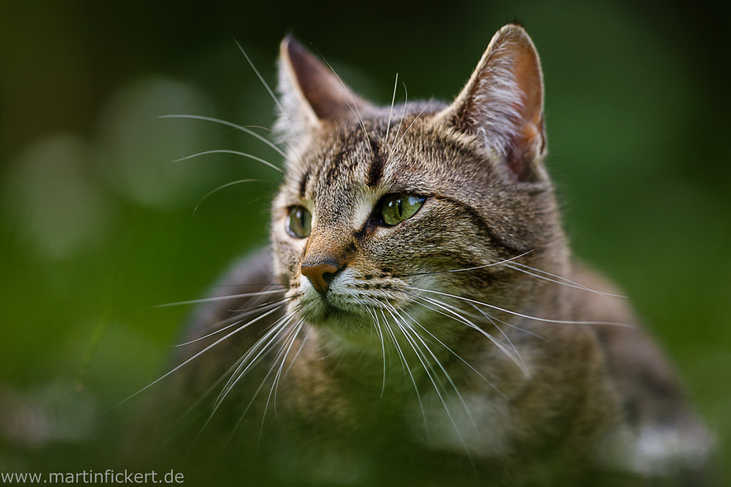 Martin-Fickert-20140510-003.jpg