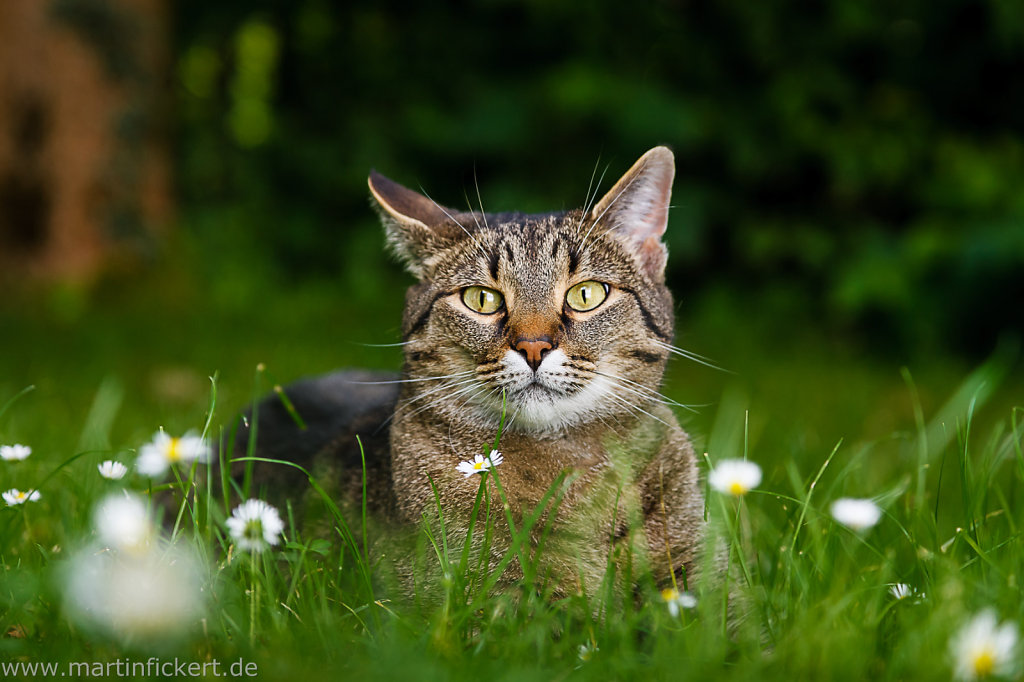 Martin-Fickert-20130705-001.jpg