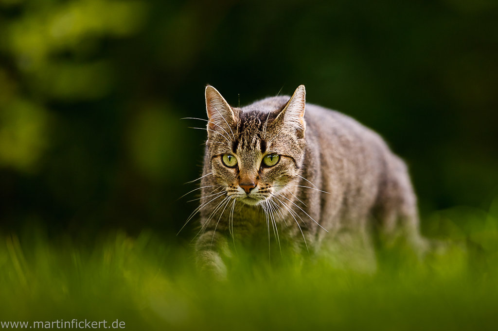 Martin-Fickert-20130901-002.jpg