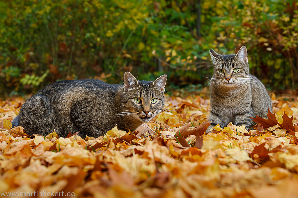 Martin-Fickert-20131027-003.jpg