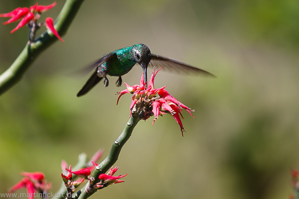 Martin-Fickert-20110410-001.jpg