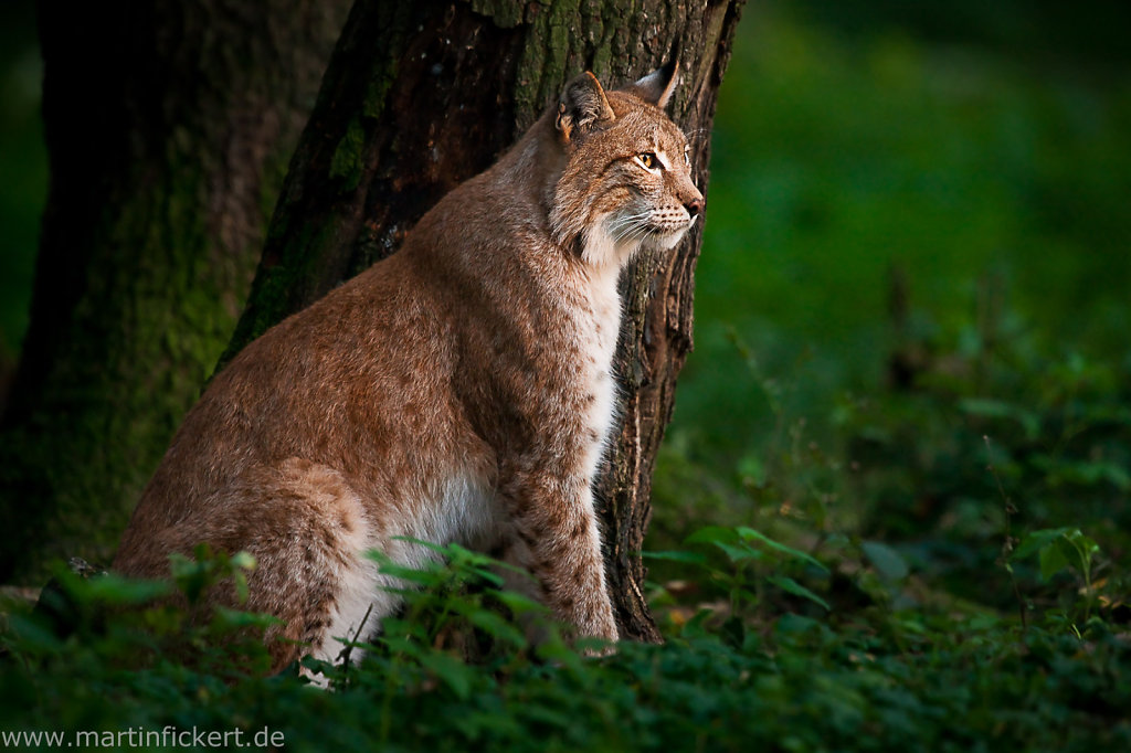 European Wildlife