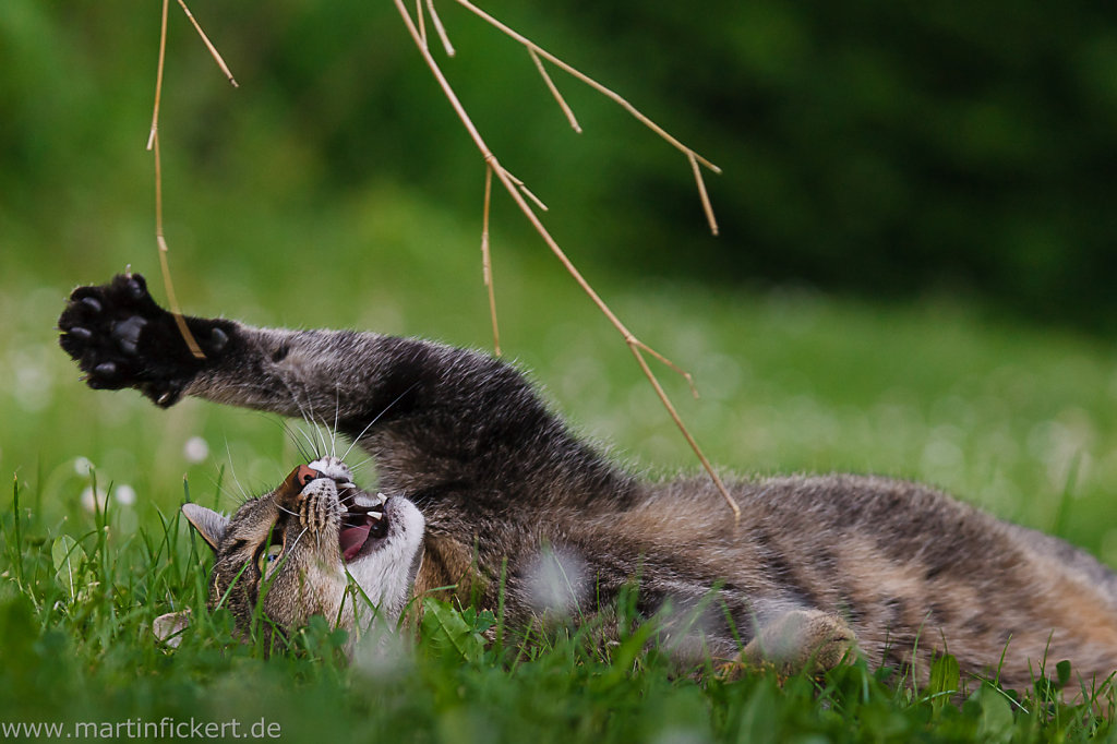 Martin-Fickert-20120513-003.jpg