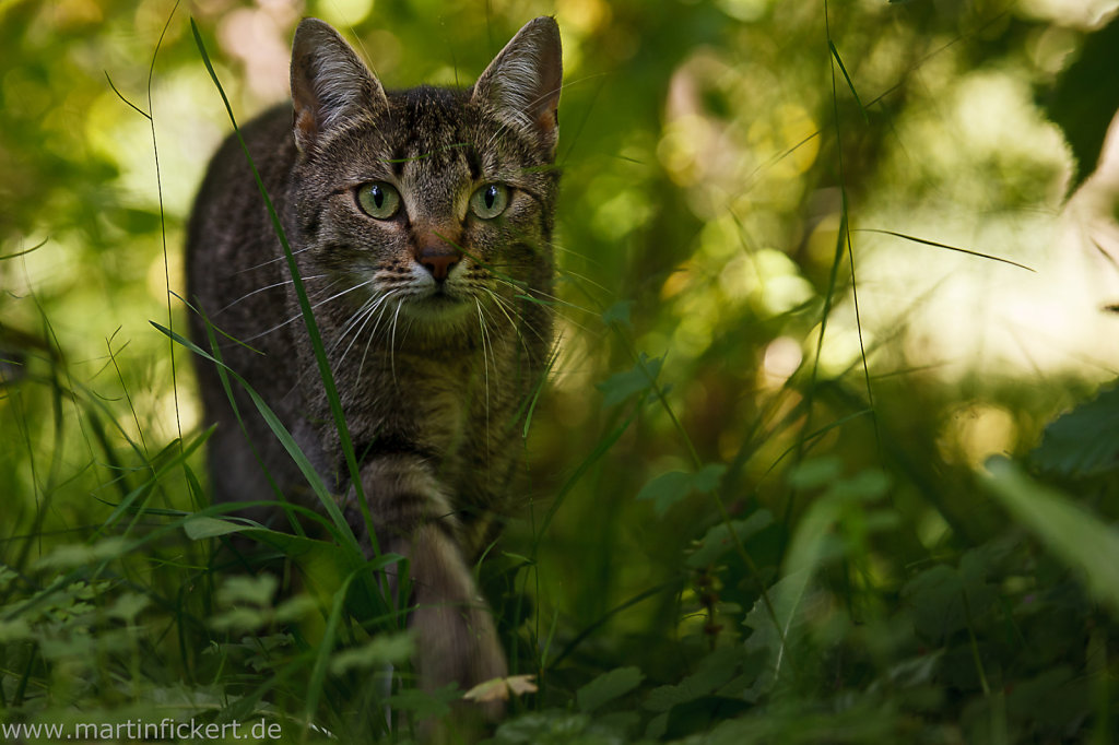 Martin-Fickert-20120629-004.jpg