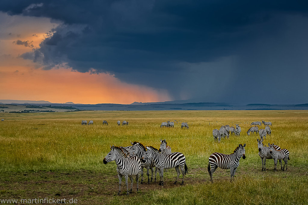 African Wildlife